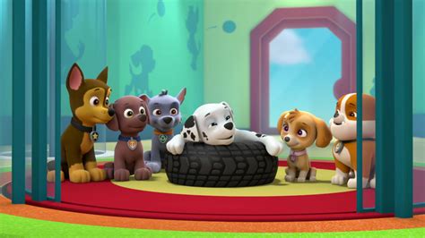 pawpatrol episodes|new paw patrol episode today.